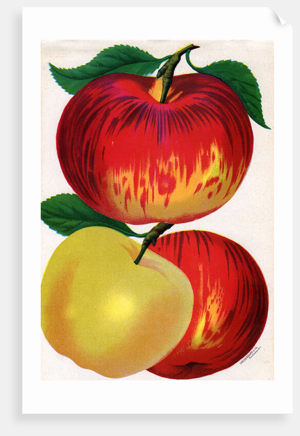 Illustration of Red and Yellow Apples by Anonymous
