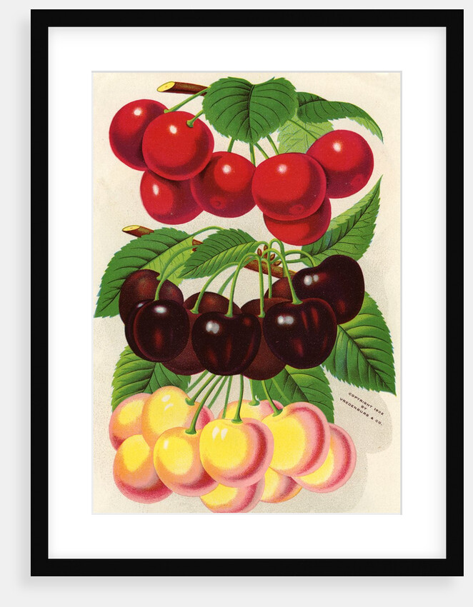 Illustration of Red, Purple and Yellow Cherries by Anonymous