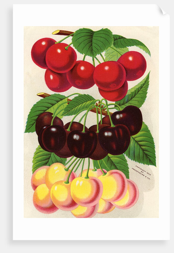 Illustration of Red, Purple and Yellow Cherries by Anonymous