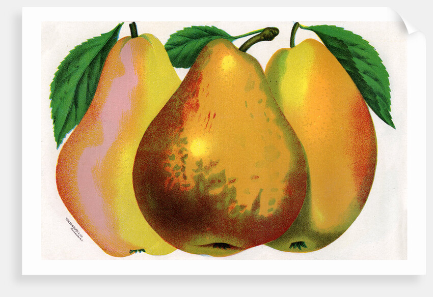 Illustration of Pear Varieties by Anonymous