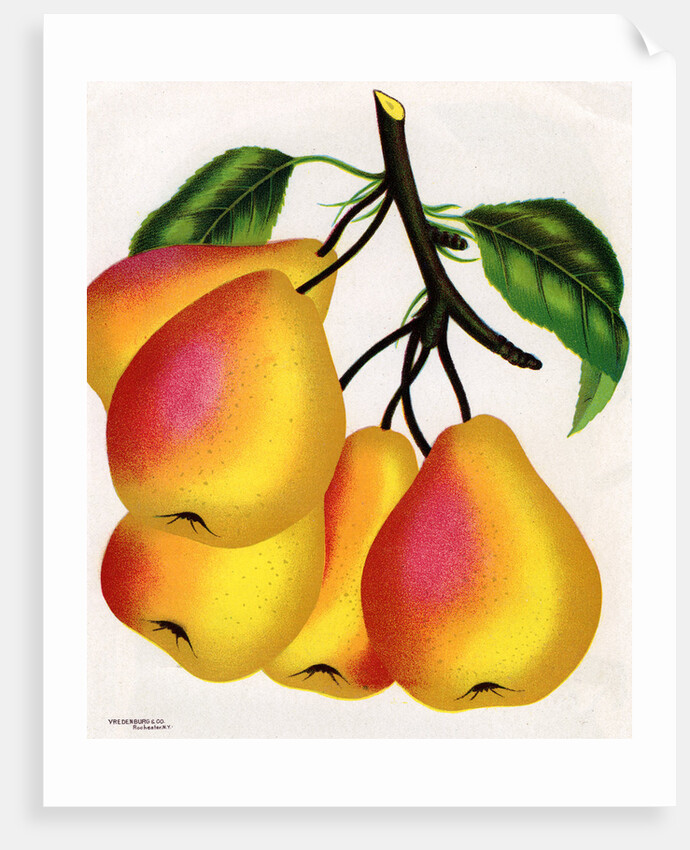 Illustration of Pears on a Branch by Anonymous