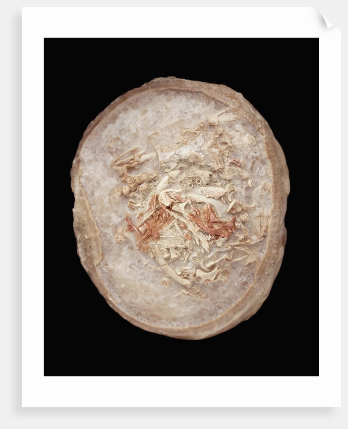 Therizinosaurus Dinosaur Egg Prepared by Terry Manning by Anonymous