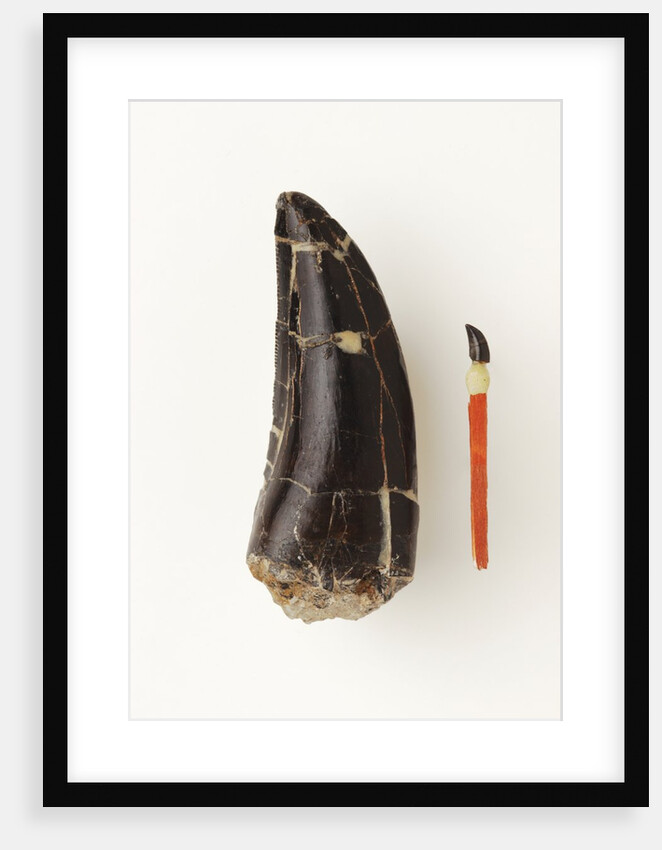 Adult Allosaurus Tooth and Baby Tooth on Match Stick by Anonymous