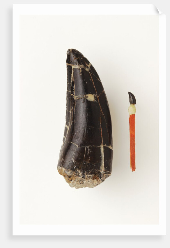 Adult Allosaurus Tooth and Baby Tooth on Match Stick by Anonymous