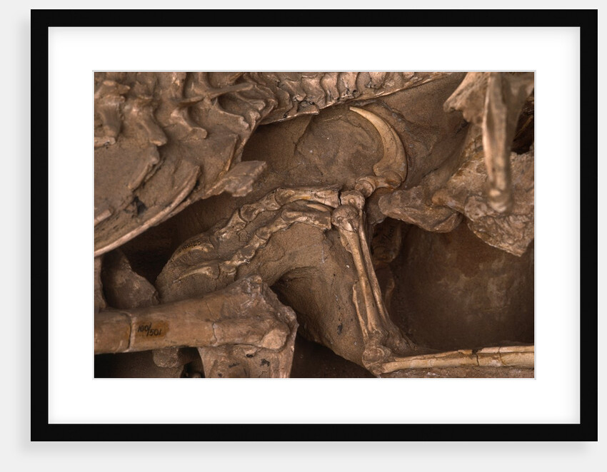 Velociraptor Claw in Belly of a Protoceratops by Anonymous