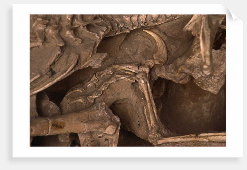 Velociraptor Claw in Belly of a Protoceratops by Anonymous
