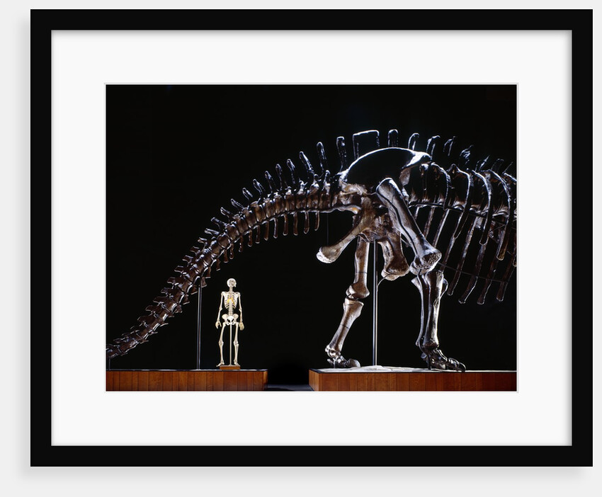 Human Skeleton and Apatosaurus Louisae by Anonymous