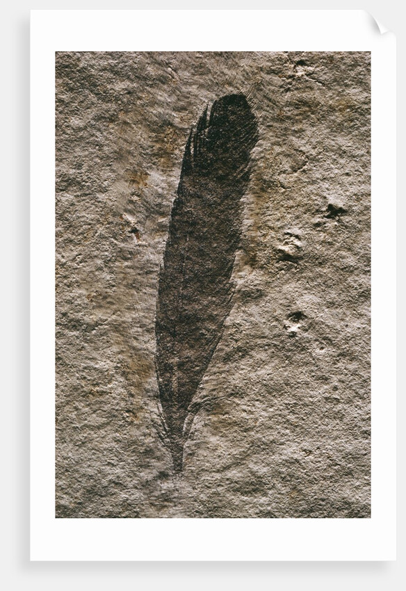 Single Archaeopteryx Feather Fossil by Anonymous