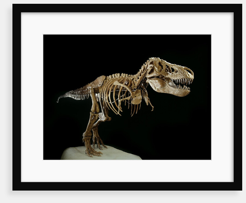 Tyrannosaurus Rex Skeleton by Anonymous
