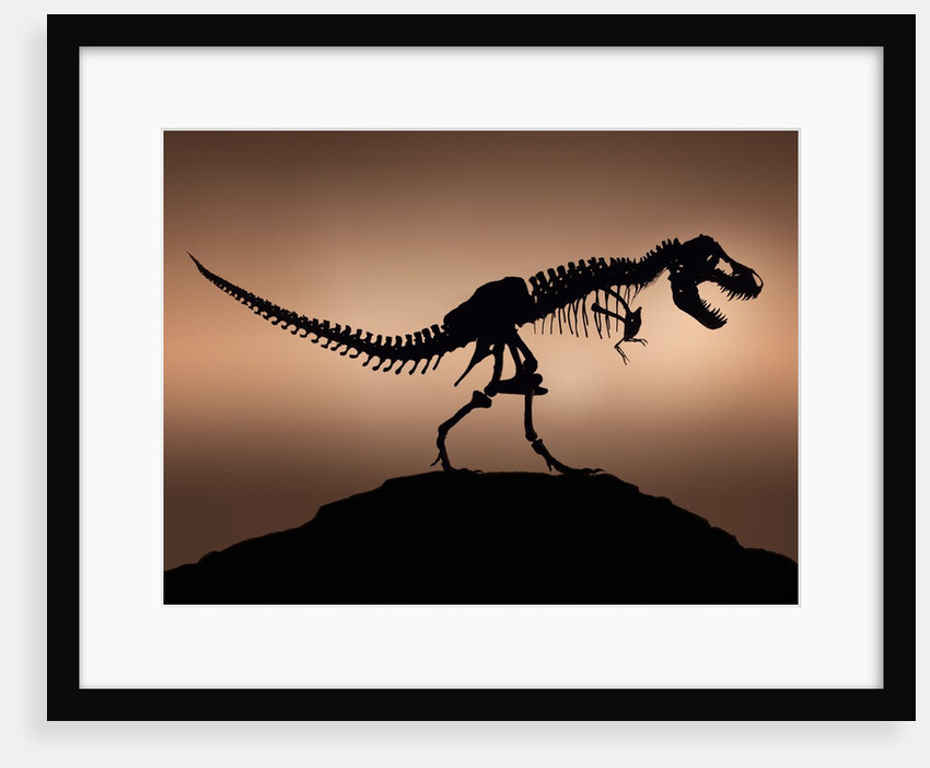 Stan the Tyrannosaurus Rex by Anonymous