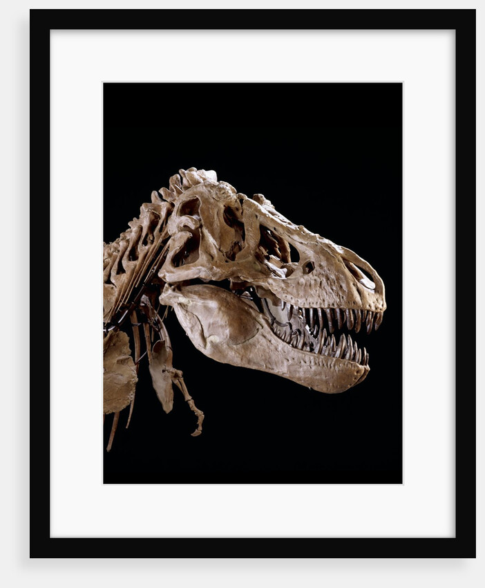 Head of Tyrannosaurus Rex by Anonymous