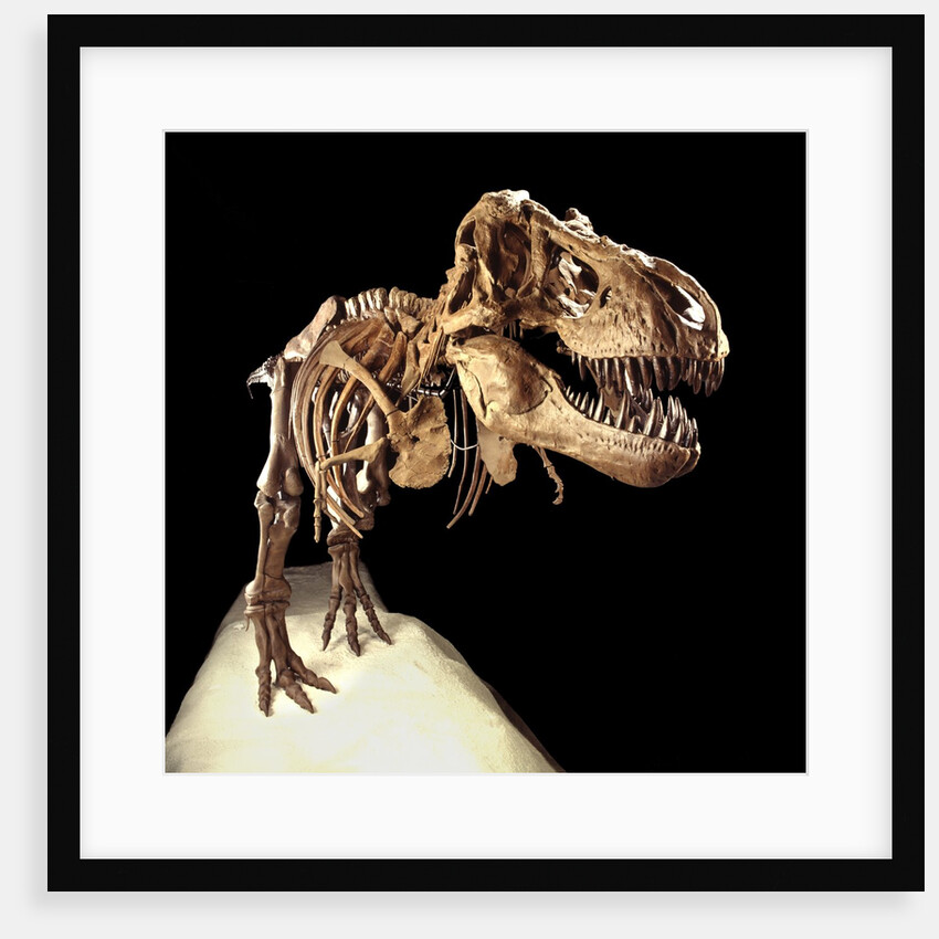 Tyrannosaurus Rex Skeleton by Anonymous
