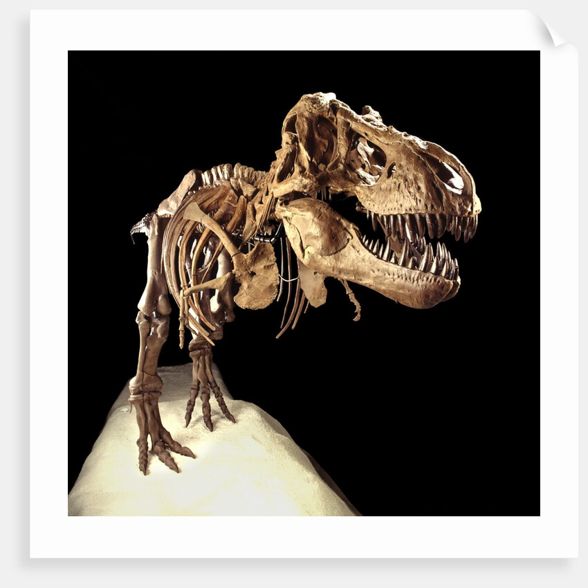 Tyrannosaurus Rex Skeleton by Anonymous