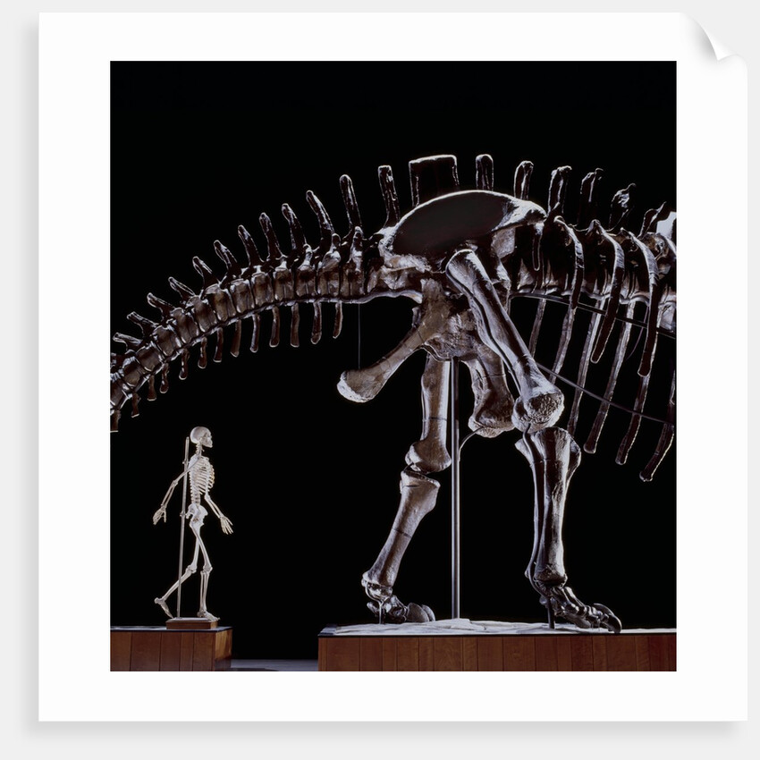 Human Skeleton and Apatosaurus Louisae by Anonymous