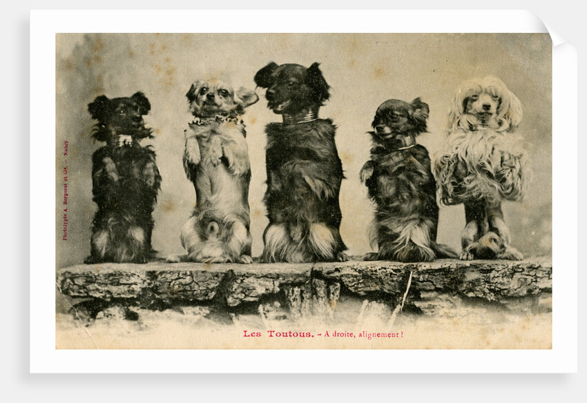 Five Dogs on their Hind Legs Standing in a Row by Anonymous