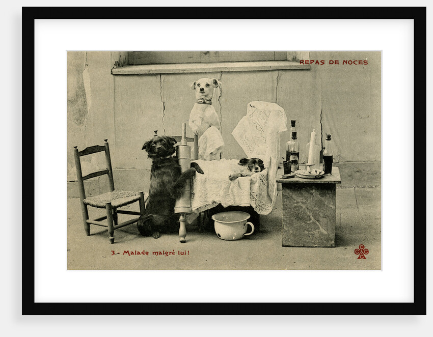 Sick Dog in Bed with Two Dogs Attending by Anonymous