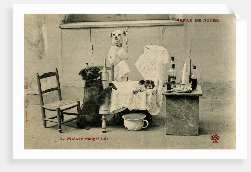 Sick Dog in Bed with Two Dogs Attending by Anonymous