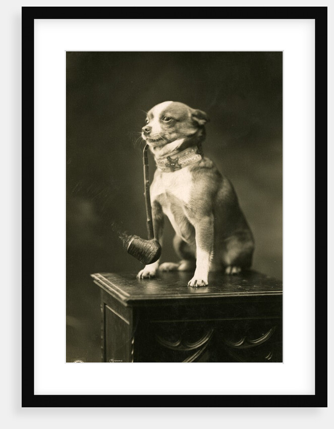 Chihuahua Smoking a Pipe by Anonymous