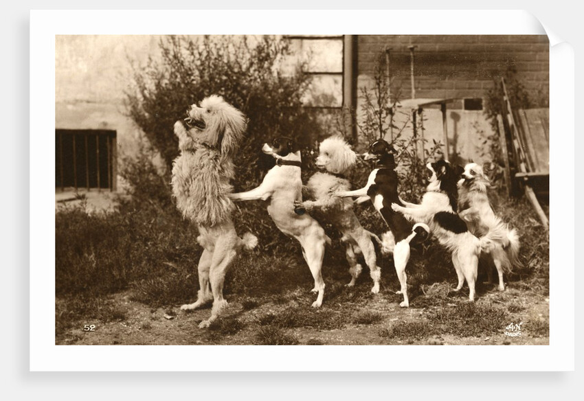 Poodle and Five Dogs Standing on their Hind Legs in a Line by Anonymous