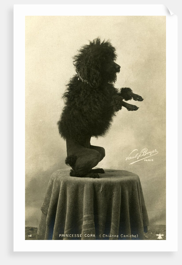 Black Poodle Standing on its Hind Legs on a Table by Anonymous
