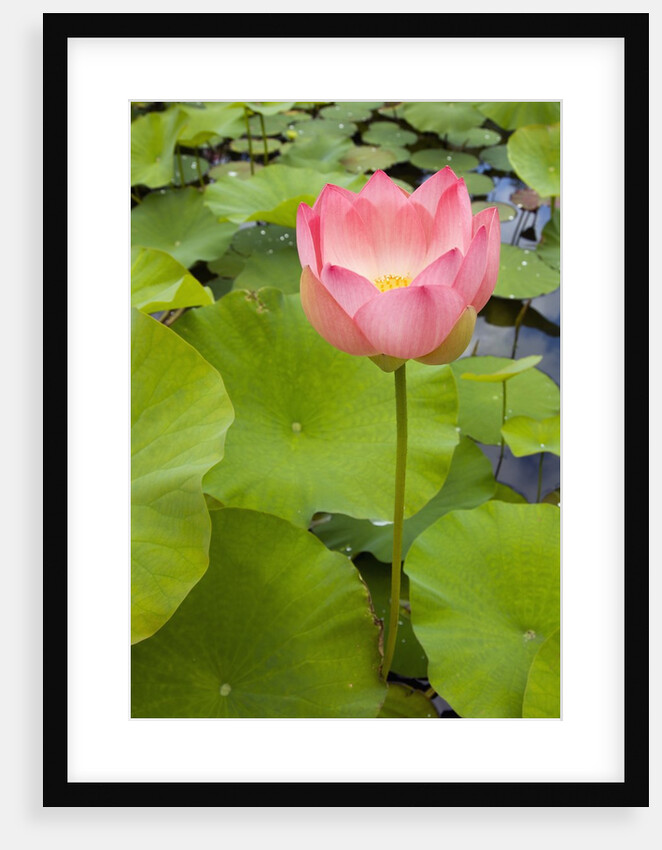 Lotus Bloom by Anonymous