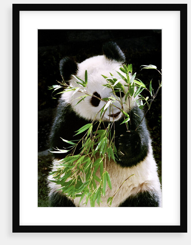 Giant Panda Eating Bamboo by Anonymous