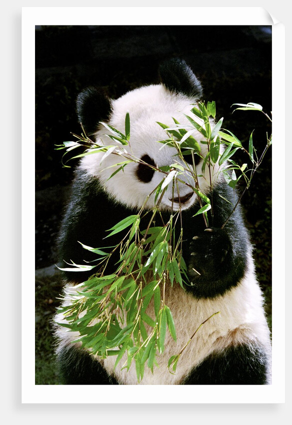 Giant Panda Eating Bamboo by Anonymous
