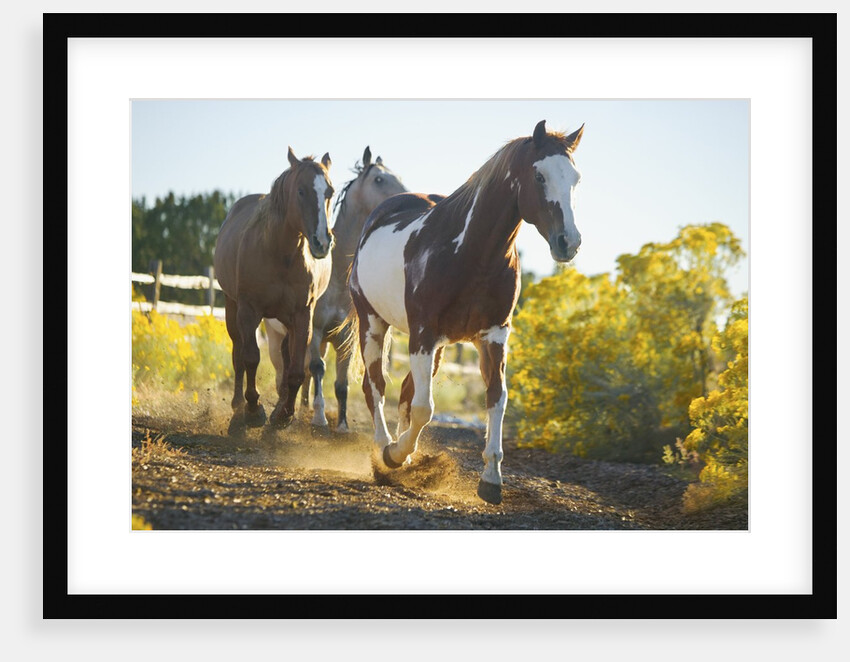 Horses on Path by Anonymous