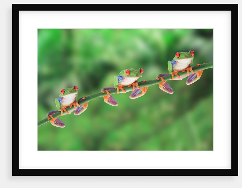 Red-Eyed Tree Frogs on Branch by Anonymous