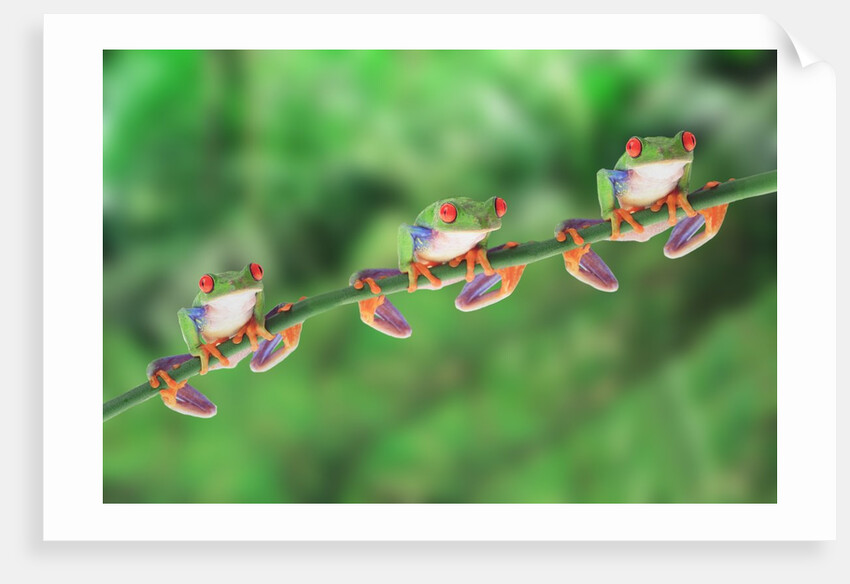 Red-Eyed Tree Frogs on Branch by Anonymous