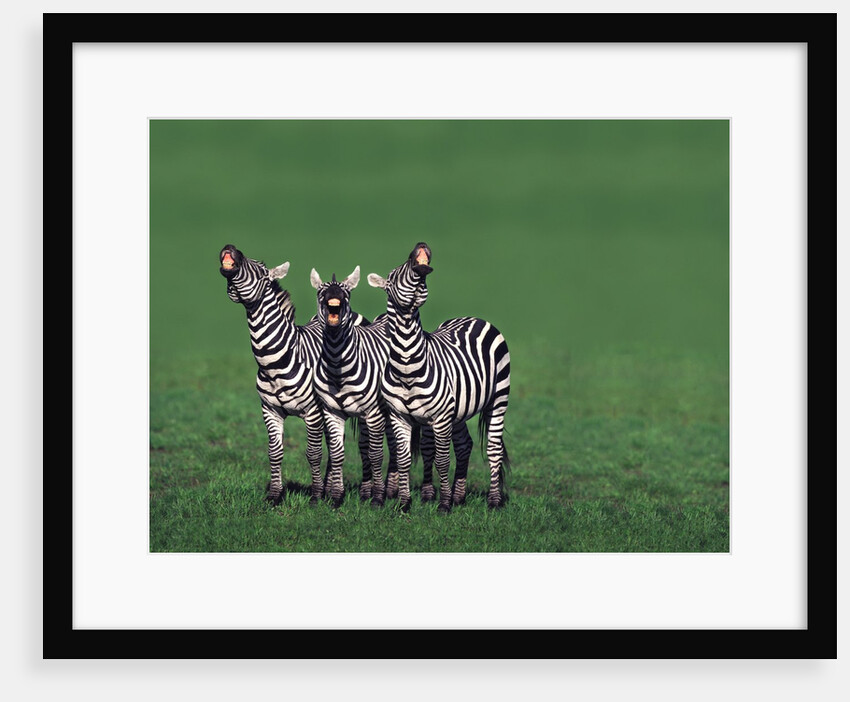 Burchell's Zebras Vocalizing by Anonymous