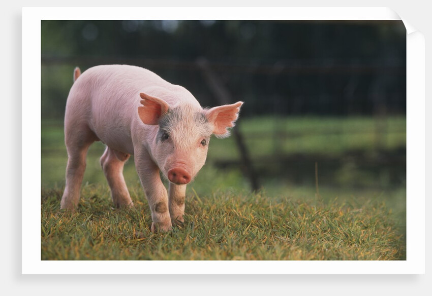 Yorkshire and Hampshire Mixed Breed Piglet by Anonymous