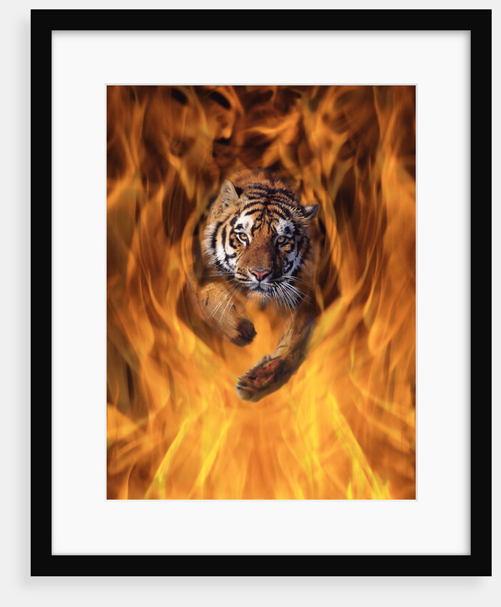Tiger Running Through Flames by Anonymous
