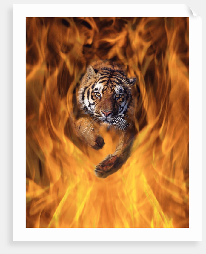 Tiger Running Through Flames by Anonymous