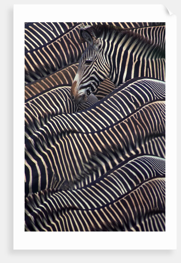 Grevy's Zebras by Corbis