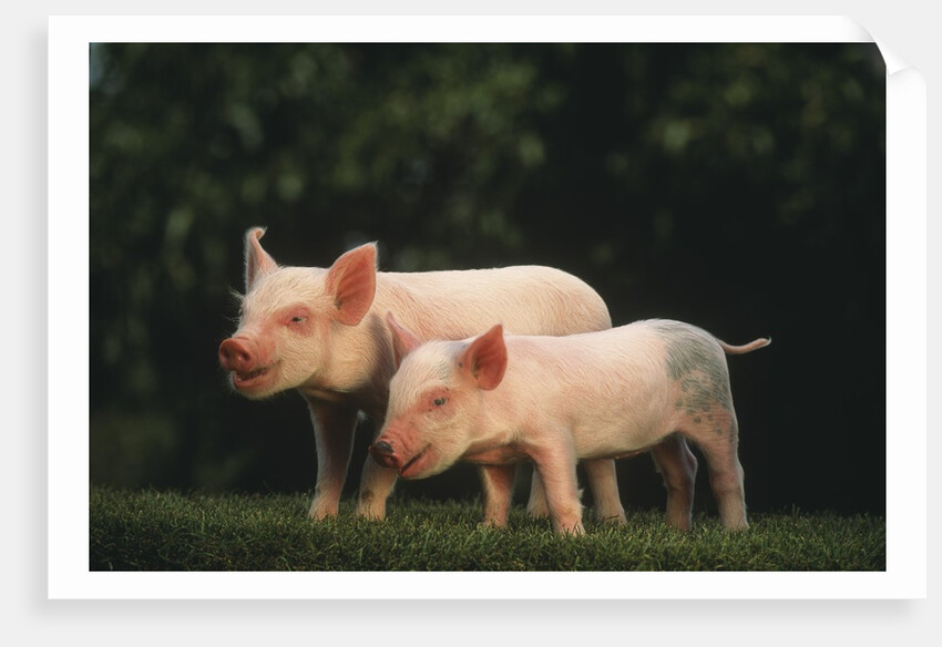 Yorkshire Piglets by Anonymous