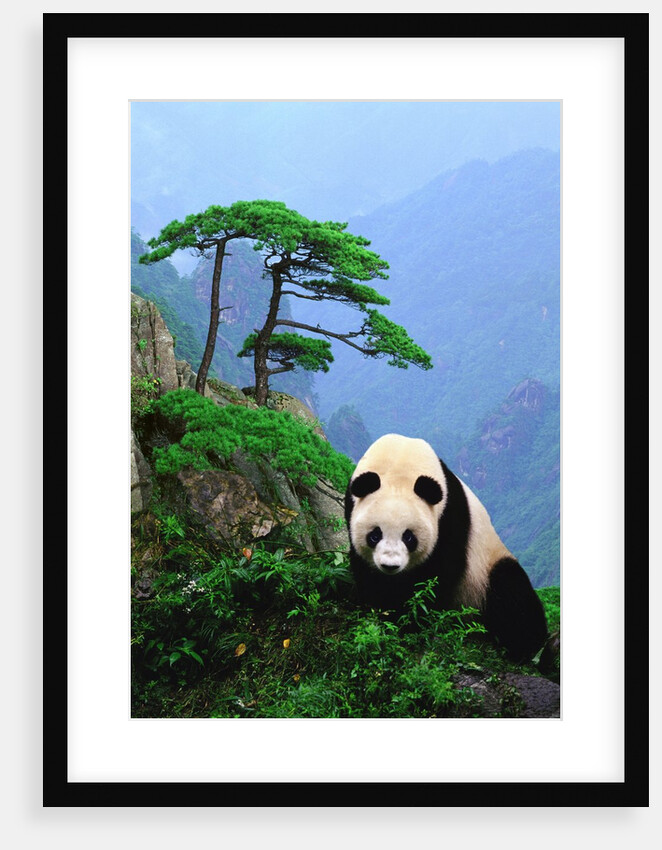 Giant Panda by Anonymous