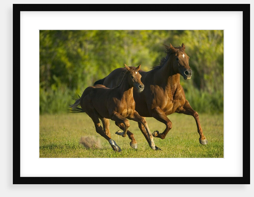 Horses Galloping by Anonymous