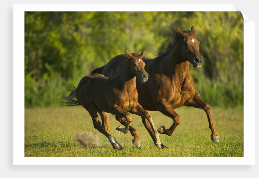 Horses Galloping by Anonymous