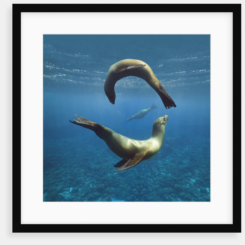Sea Lions Playing Underwater by Anonymous