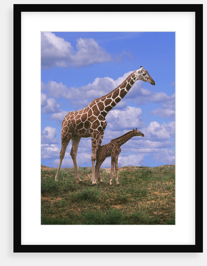 Reticulated Giraffe with Young by Anonymous