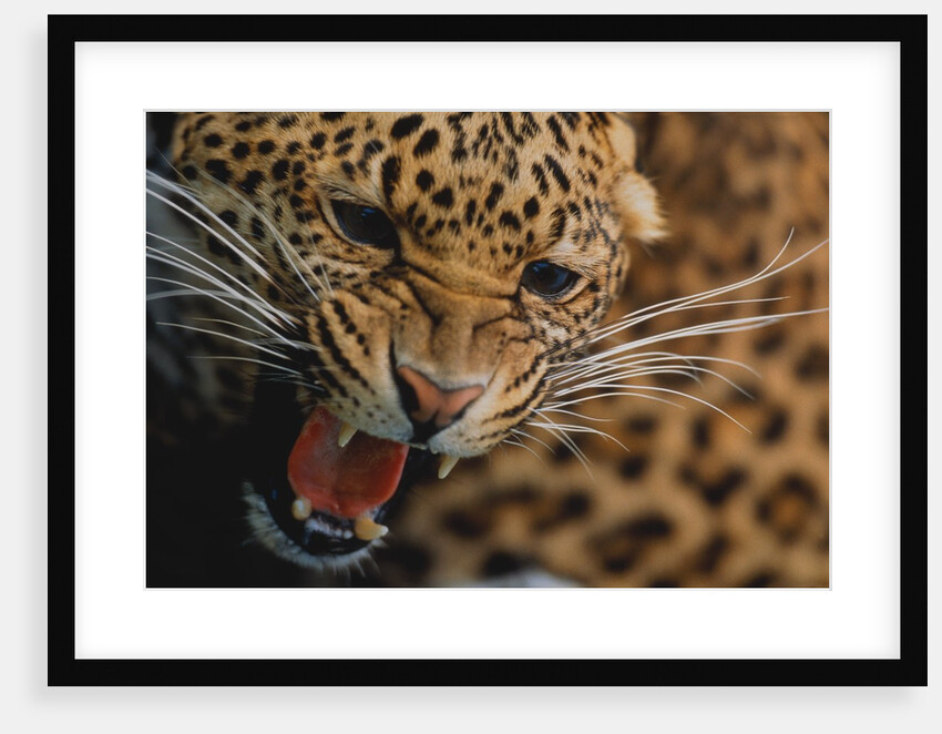 Snarling Leopard by Anonymous