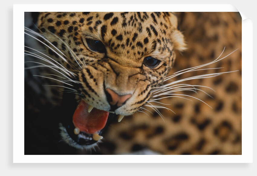 Snarling Leopard by Anonymous