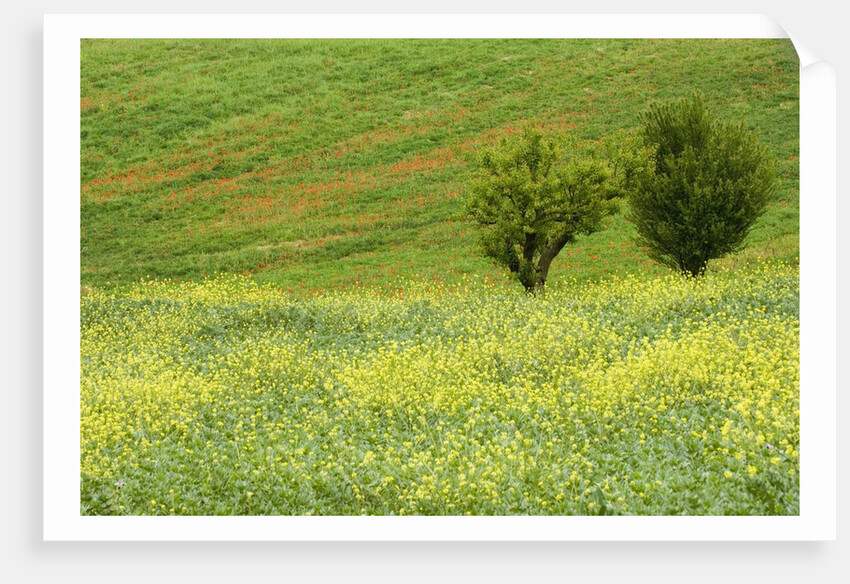 Wildflowers Blooming in Meadow by Anonymous