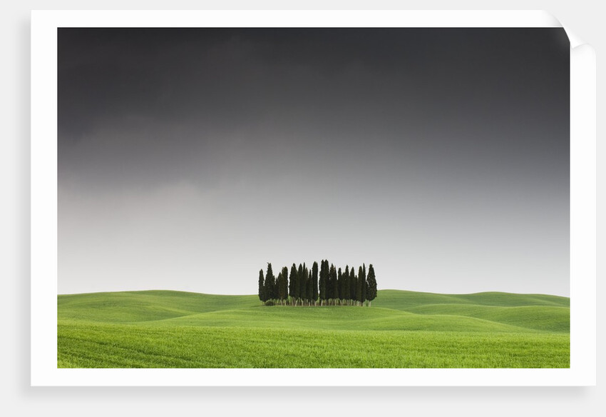 Cypress Grove in Field by Anonymous