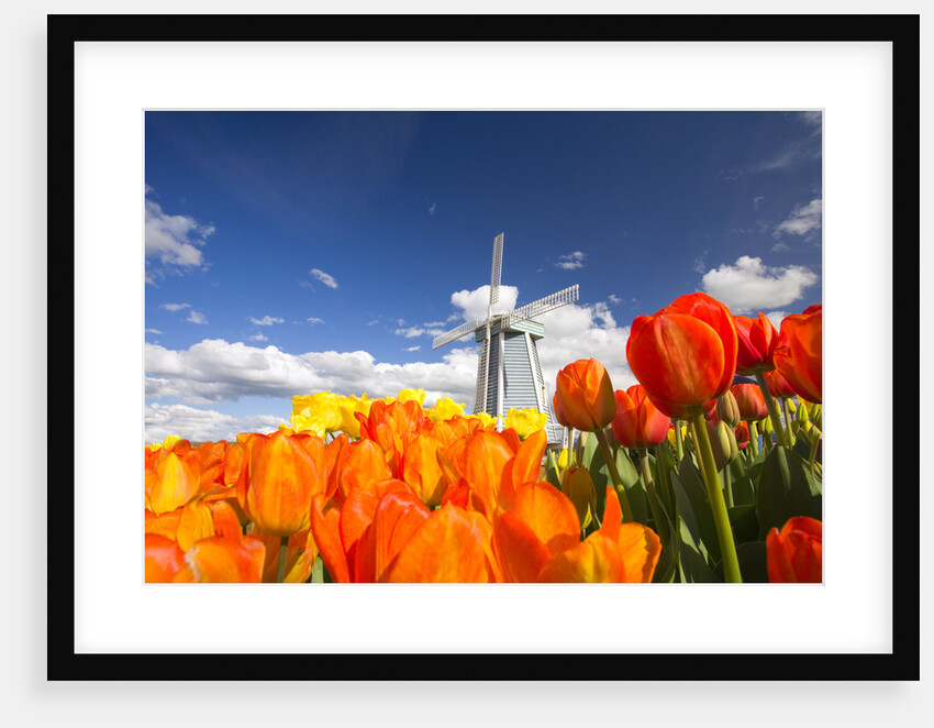 Windmill in Tulip Field by Anonymous