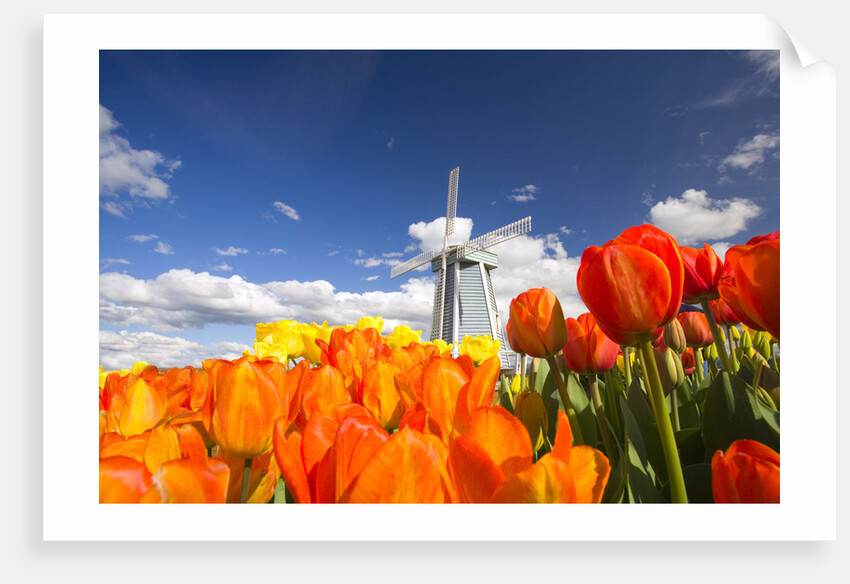 Windmill in Tulip Field by Anonymous