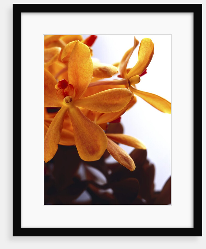 Yellow Flowers by Anonymous