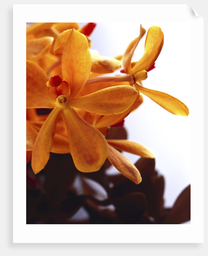 Yellow Flowers by Anonymous