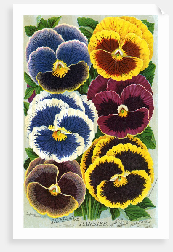Seed Catalog Illustration of Six Pansy Blossoms by Anonymous